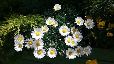 fiori